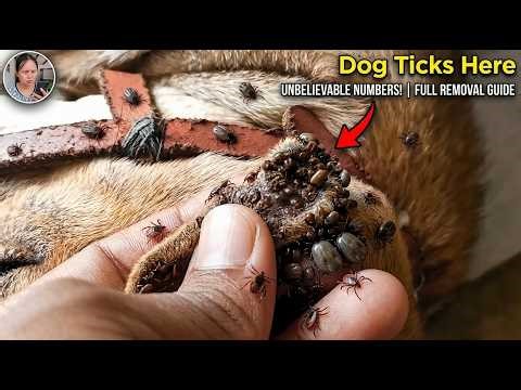 Removing So Many Ticks From Dog - Help Poor Dog Getting Better By Cleaning ‪@VCDTVOfficial‬