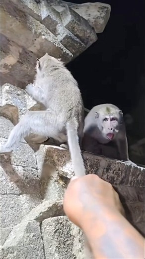 This Monkey Scared Me So Bad