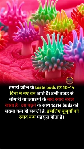 Taste buds on the tongue regenerate every 10–14 days. This is why taste can change after illness or medication. As we age, the number of taste buds decreases, reducing taste sensitivity. #facts #worldwondersfacts #TasteFacts #HumanTongue | World Wonders & Facts