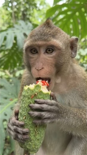 🐒 This Macaque Monkey Is Mocking You While Eating