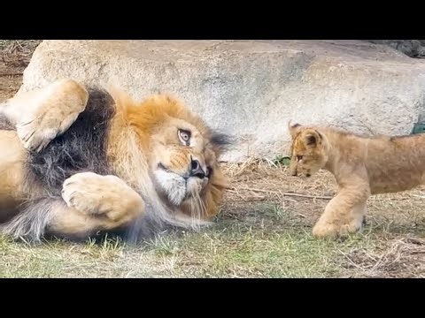 Heartwarming Lion Dad Earth, Cubs Gather to Play 🐾