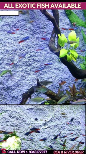 SEA AND RIVER Arowana, Flowerhorn & Discus Collection 🐟🔥