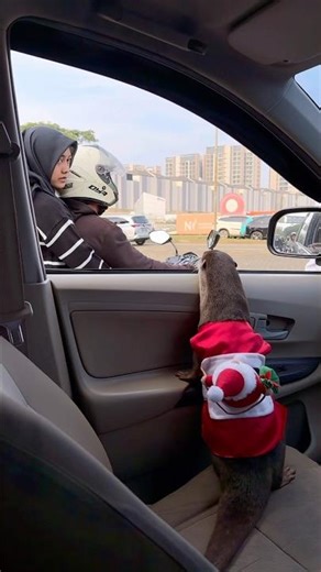 bajunya lucu🥰 #shorts #otter #reaction #degen