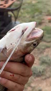 HOW TO GUT A RAINBOW TROUT!#trout #fishing #cleaningfish #howto #howtocleanfish #outdoors #survival