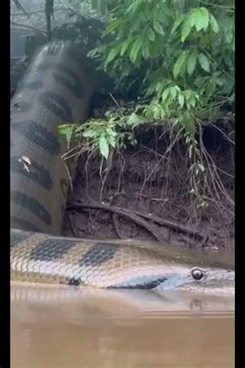 wild pythons #subscribe #wildlife