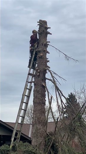 ⚠️ TREE FAILURE PREVENTION IN REAL TIME