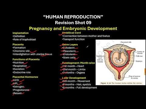 CBSE grade 12 Pregnancy and Embryonic Development HUMAN REPRODUCTION 9