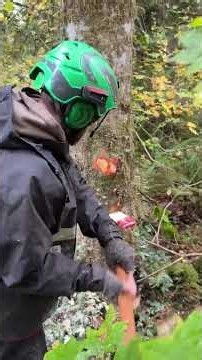 Bore cutting an awkward sized tree with wedges