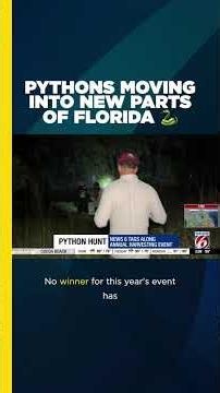 🐍 Florida's python problem just keeps growing