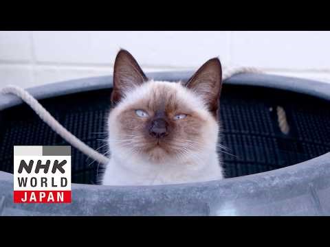 Kumamoto: Food and Exercise on Yushima - A Cat's-Eye View of Japan