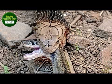 The Terrifying Attacks Of Venomous Snakes Will Leave You Stunned | animal attacks