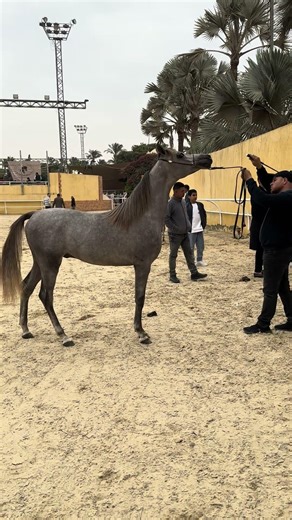 خيل عربي متناسق