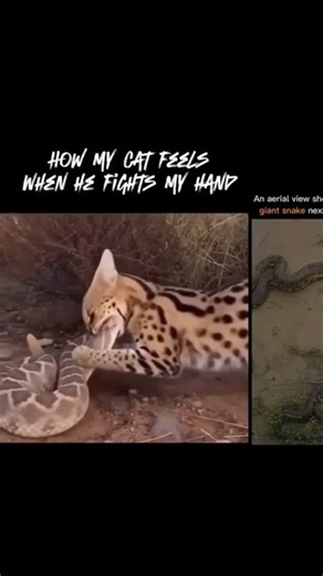 🐆🐍 Wild Cat vs Snake – A Deadly Jungle Showdown! 🔥 Who Will Win This Battle? #Wildlife #AnimalFight
