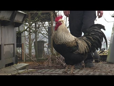 "Je ne tuerai pas Kiki !" : le coq de la discorde à Autun