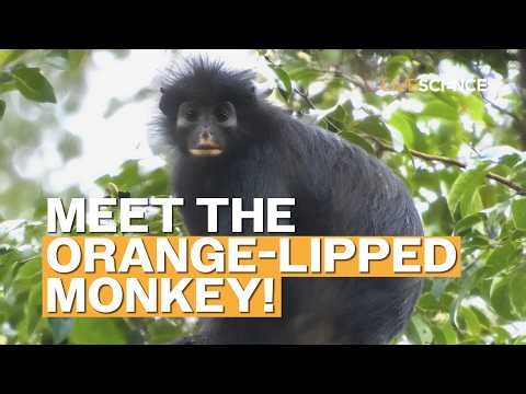 Scientists find an orange-lipped monkey species in the Congo rainforest
