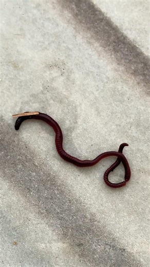 Earthworm