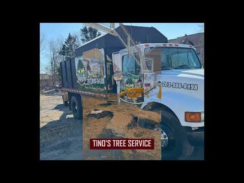 Best tree Service in Woodbridge, VA