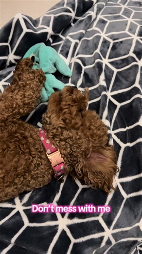 I’m a vicious fighter 😂😂 #cavapoo #cavapoosoftiktok #puppytiktok #puppy