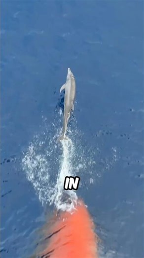 Why do dolphins swim in front of ships? #animals #facts #wildlife