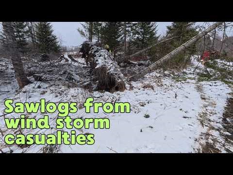 Cutting down and removing casualties from a wind storm.