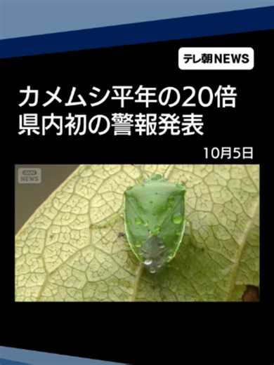 カメムシ平年の20倍 静岡県で初の警報発表 「果樹への被害が拡大する恐れ」 #テレ朝NEWS #tiktokでニュース