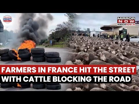 Farmer's Protest In France: Sheep Used To Block Roads To Oppose EU–Mercosur Trade Deal | Watch