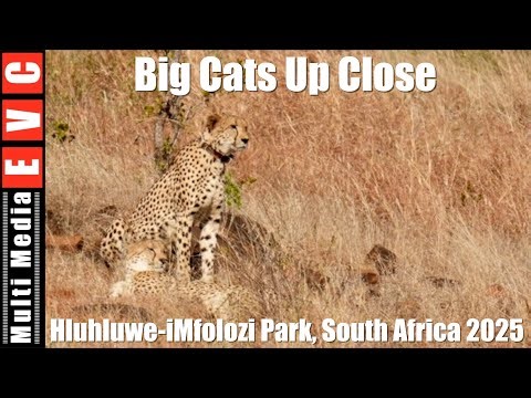 Amazing Animals and Cats of Hluhluwe-iMfolozi Parc South Africa