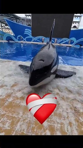 🐬❤️ டால்பினை பாசமா கவனிச்சுக்கிட்ட நல்ல மனுஷன்! #dolphin #dolphinlove #marineanimals #shorts