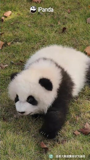 The Panda Cub Is Stealing My Heart, Step By Step | iPanda #shorts