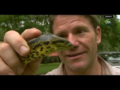 The Yellow Anaconda’s Powerful Defence! | Sony BBC Earth