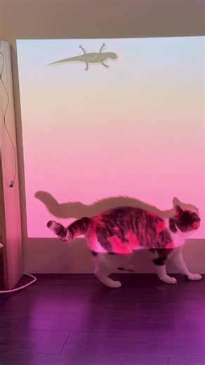 Cat TV Home Test: Our Cat vs. Our Lizard Video on the Wall 🦎 | Real Cat, Not Sped Up