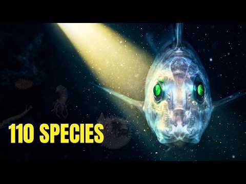 110 New Deep-Sea Species Discovered — A Breakthrough in Marine Biology