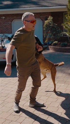 Stay One Step Ahead with a Trained Protection Dog