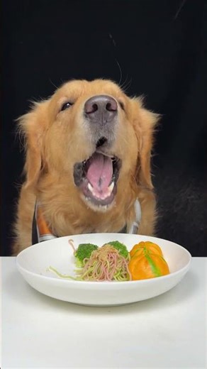 I Finished Like a Champion in Hiding. Golden Retriever. Cute Pet Debut Plan