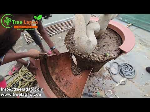 Bonsai Plant | Ficus Microcarpa ‪@TreeLagao‬