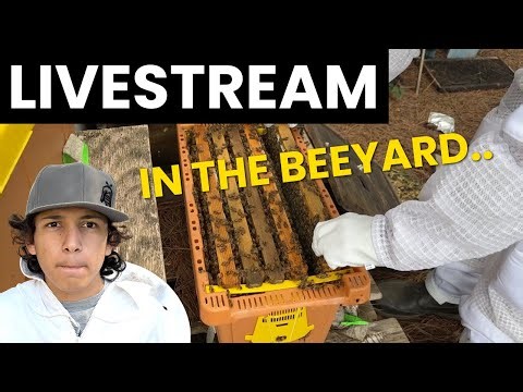 LIVE in the Bee Yard! Inspecting Hives + Managing Spring Growth - WILDWOODS BEEKEEPING CHAT
