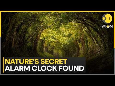 Plants Sense Sound Of Rain: New Study Reveals Secret Life Of Seeds | WION