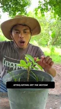 🍈 Grow a Guava Tree From a Branch Using a Banana! 🌱 | Amazing Gardening Hack