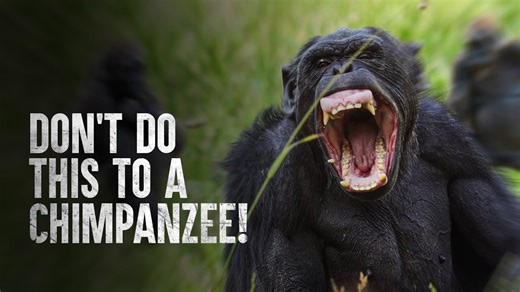 Why chimpanzee attacks are so incredibly brutal