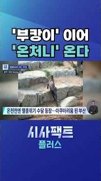 [시사팩트 플러스] '부캉이' 이어 이번엔 '온처니'···아쿠아리움 된 부산 #shorts
