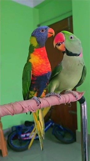 Perfect Pairing of Alexandrine Parrots 🦜💚 | Beautiful Parrot Couple