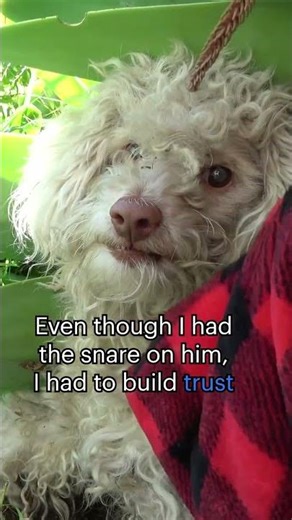 Dolittle - Partially blind homeless dog