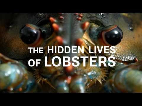 The Hidden Lives of Lobsters