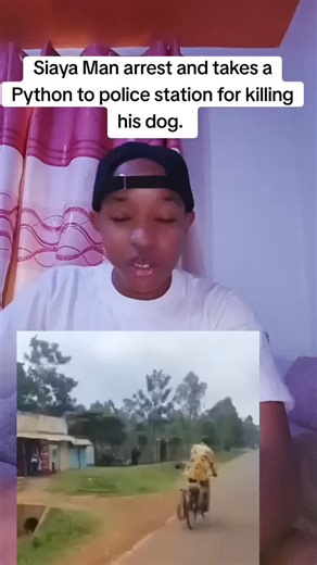 Pm Kimemia on Instagram: "Siaya Man takes Python to Police Station for killing his Dog. Residents of Sigomere, Siaya County, were left in shock after a man walked into Sigomere Police Station carrying a large dead python. The man told police the snake had sneaked into his homestead and killed his dog, which he said was his only guard at night. Angry and frustrated, he killed the python and decided to take it to the police as “evidence”. Witnesses say the unusual sight drew a crowd, with some peo