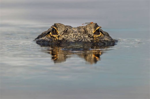 Hungry gator turns a quiet fishing trip into a terrifying encounter
