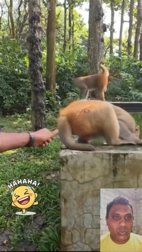 Angry Monkey Reaction Goes Viral😱🤣Try Not To Laugh!✨️ #cutemonkey #babymonkey #youtubeshorts