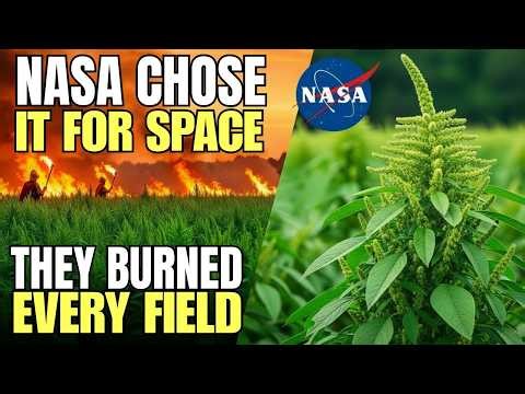 The 'Weed' NASA Chose for Space. It Rivals Statin Drugs. They Burned It for 400 Years.