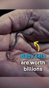 Baby eels worth billions | DW Documentary