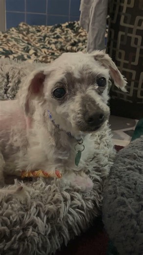 Who’s underneath all that painfully matted fur?