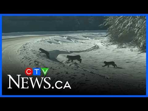 Rare glimpse: Lynx family dashing across the highway, ending 2025 with magic.